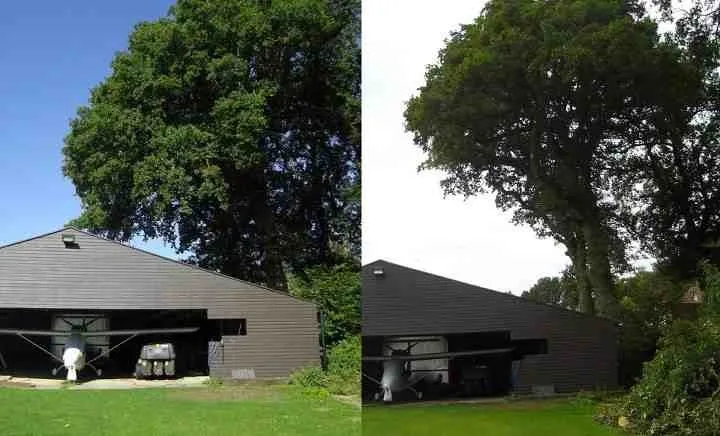 Before and after - oak beside barn